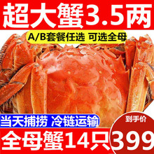 14只大闸蟹鲜活现货特大公母海鲜水产湖蟹河蟹毛蟹六月黄清水螃蟹