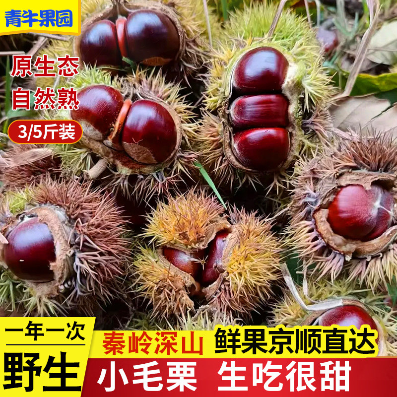 陕西秦岭野生小毛栗新鲜正宗野生毛栗非迁西板栗现摘手工去壳脆甜