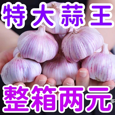 山东紫皮大蒜头批发农家