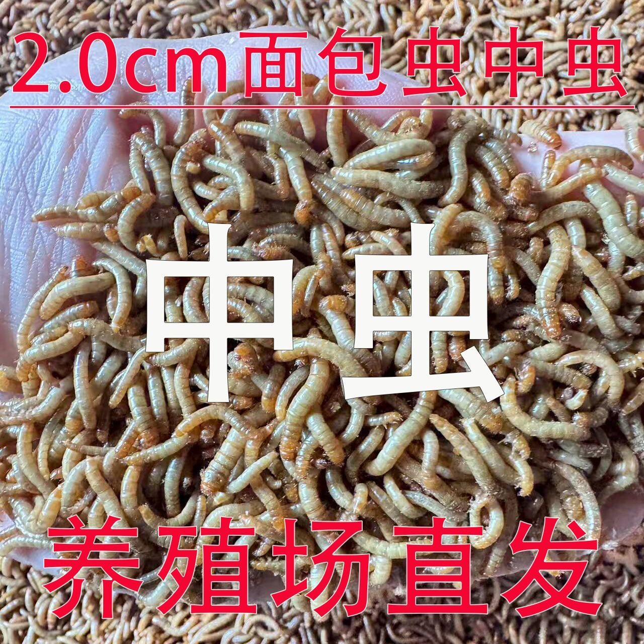 2厘米中虫面包虫活虫活虫子黄粉虫活体石蛙蝎子蟾蜍饲料食物图片
