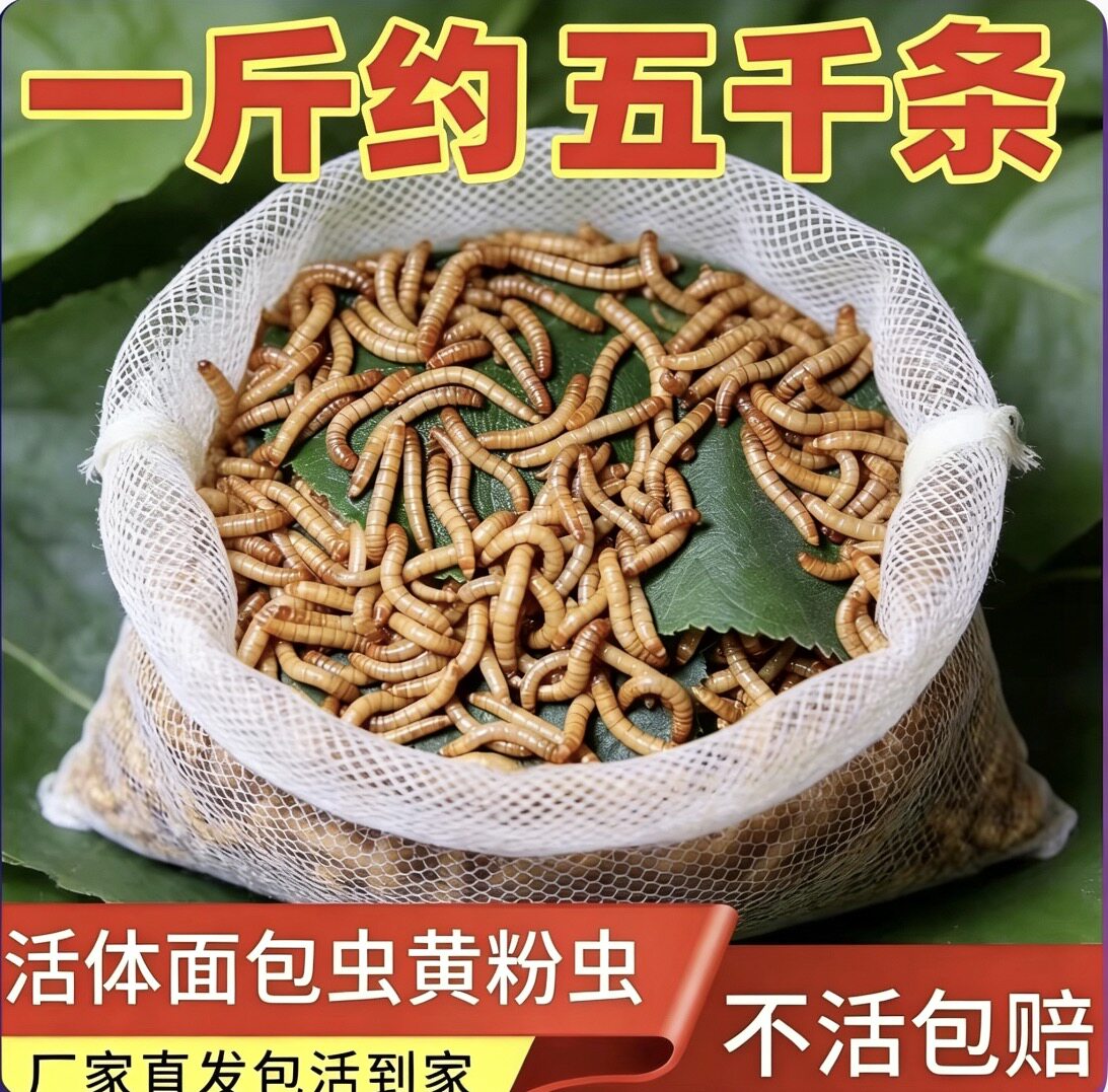 面包虫活活虫体黄粉虫鲜活小虫子八哥鸟喂鸡饲料鸟食仓鼠蝎子钓鱼