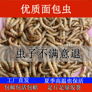 面包虫活体黄粉虫活体种虫龙鱼乌龟仓鼠蜥蜴石蛙鱼鸟饲料引种养殖