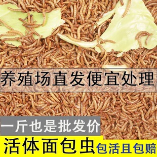 面包虫活活虫体黄粉虫鲜活小虫子八哥芦丁鸡鸟食仓鼠蝎子林蛙批发