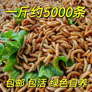 鲜活面包虫活虫活体黄粉虫鲜活小虫子八哥芦丁鸡鸟食仓鼠石蛙鱼蝎