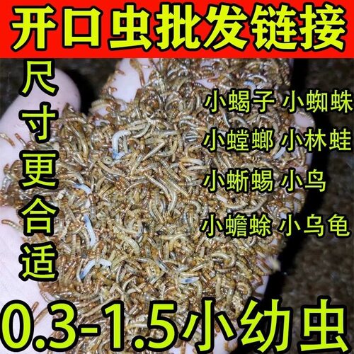 面包虫小虫开口虫幼虫