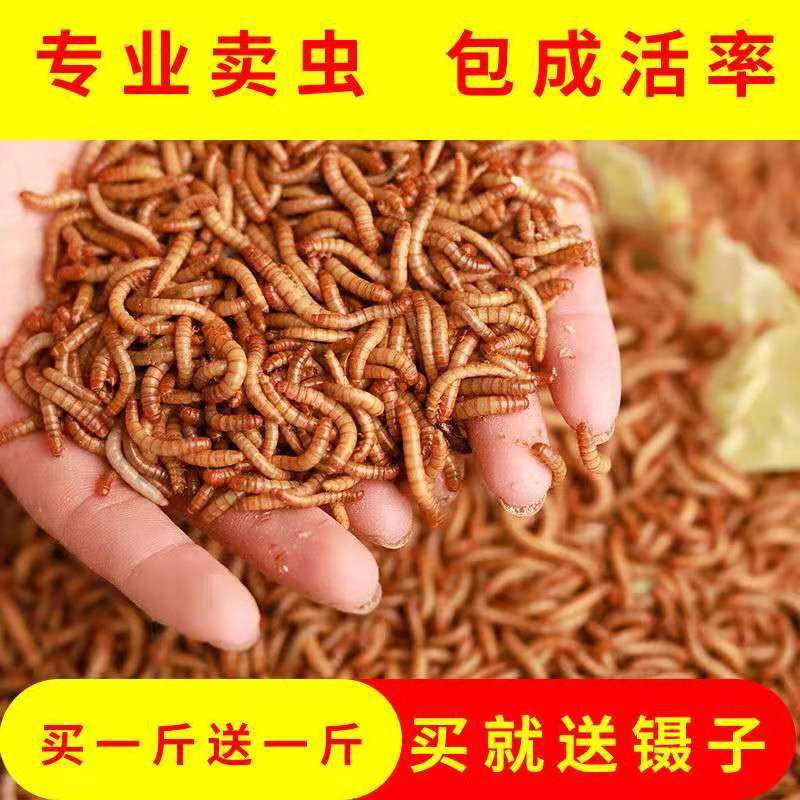 面包虫活虫子黄粉虫鲜活大麦虫干八哥小鸟食的活体饲料乌龟钓鱼食,宠物/宠物食品及用品,鼠粮,淘宝优惠券,粉丝福利购,淘宝优惠卷