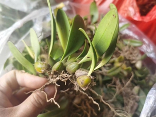 现发云南ye生石橄榄新鲜石串莲单叶石仙桃炖汤补品盆景小绿芨