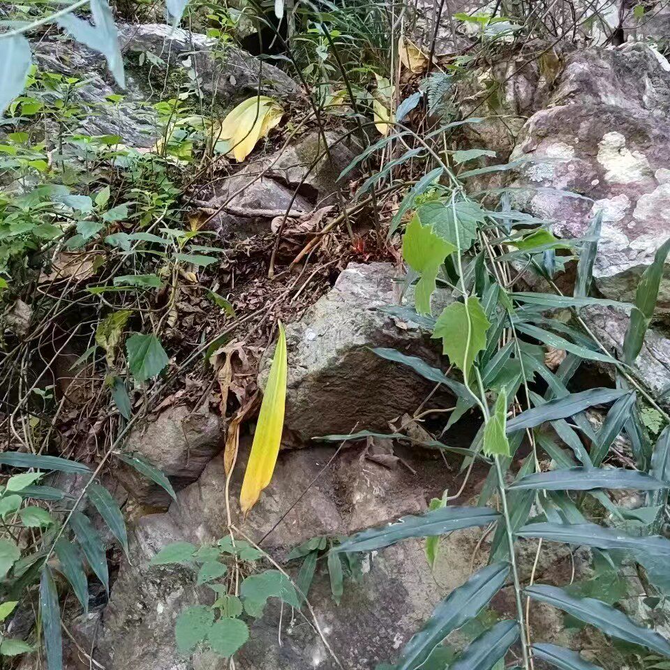 新鲜野姜野姜黄南姜蓝姜野生山姜满包邮免运费芦苇姜
