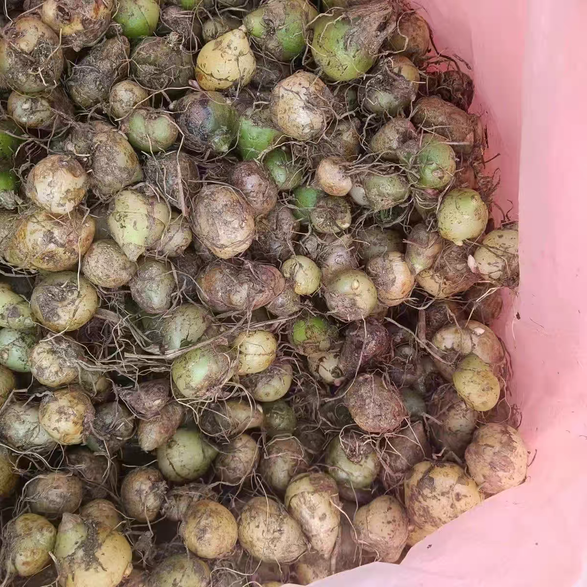 云南山货小种小白芨五老山小白鸡新鲜现挖现发纯小圆白及药用食用