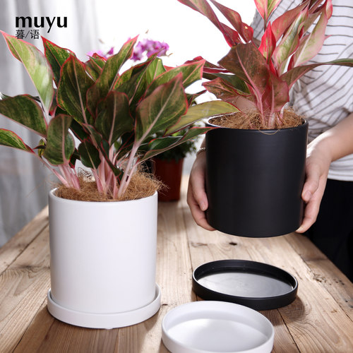 现代简约风哑光绿植带陶瓷花盆