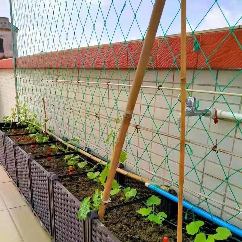 植物爬藤网月季园艺黄瓜藤架图片