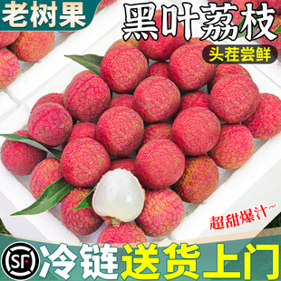 5斤白糖黑叶荔枝新鲜当季包邮应季水果老树现摘现发整箱
