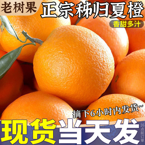 正宗湖北秭归伦晚脐橙9斤大果橙子新鲜当季水果宜昌现摘现发整箱