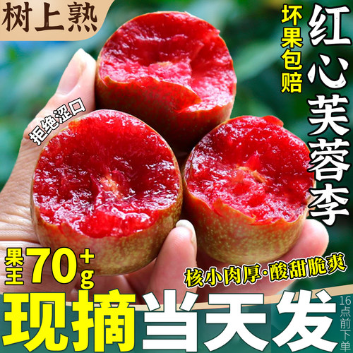 现摘当天发！脆甜芙蓉李10斤