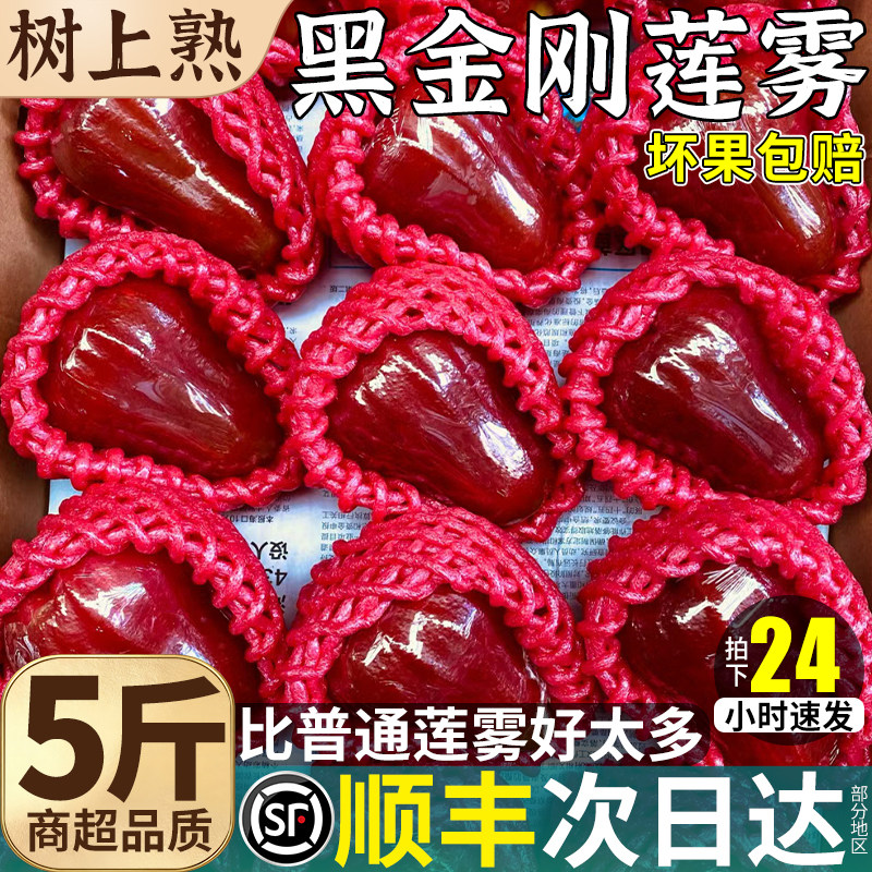 顺丰 5斤黑金刚莲雾新鲜精品孕妇水果特级当季现摘整箱包邮树上熟