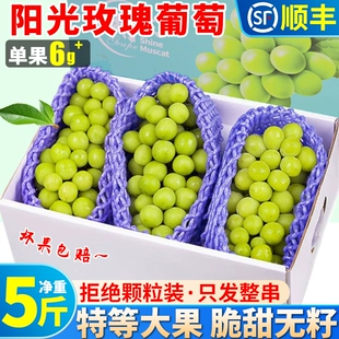 包邮 阳光玫瑰葡萄5斤晴王葡萄新鲜无籽香印青提子水果当季 整箱