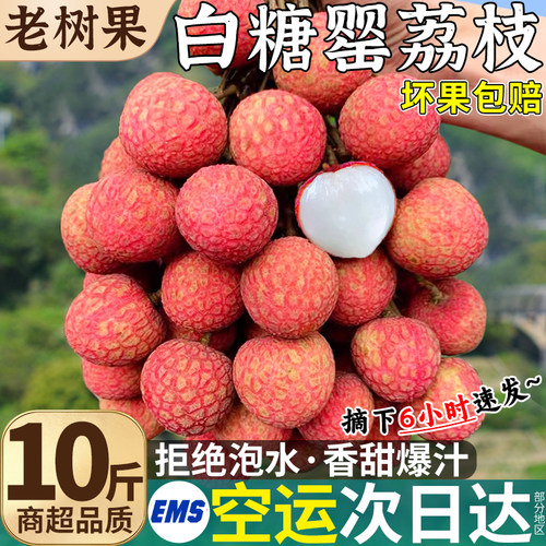 空运次日达|10斤大果白糖罂荔枝