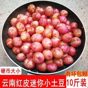 云南小土豆红皮土豆迷你小土豆农家种植高山土豆粉糯软香带箱10斤