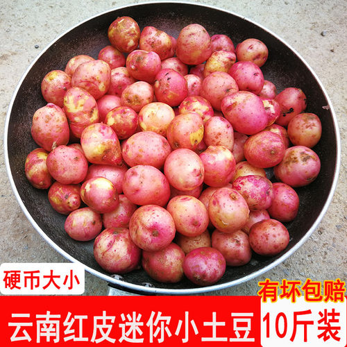 云南小土豆红皮迷你农家种植