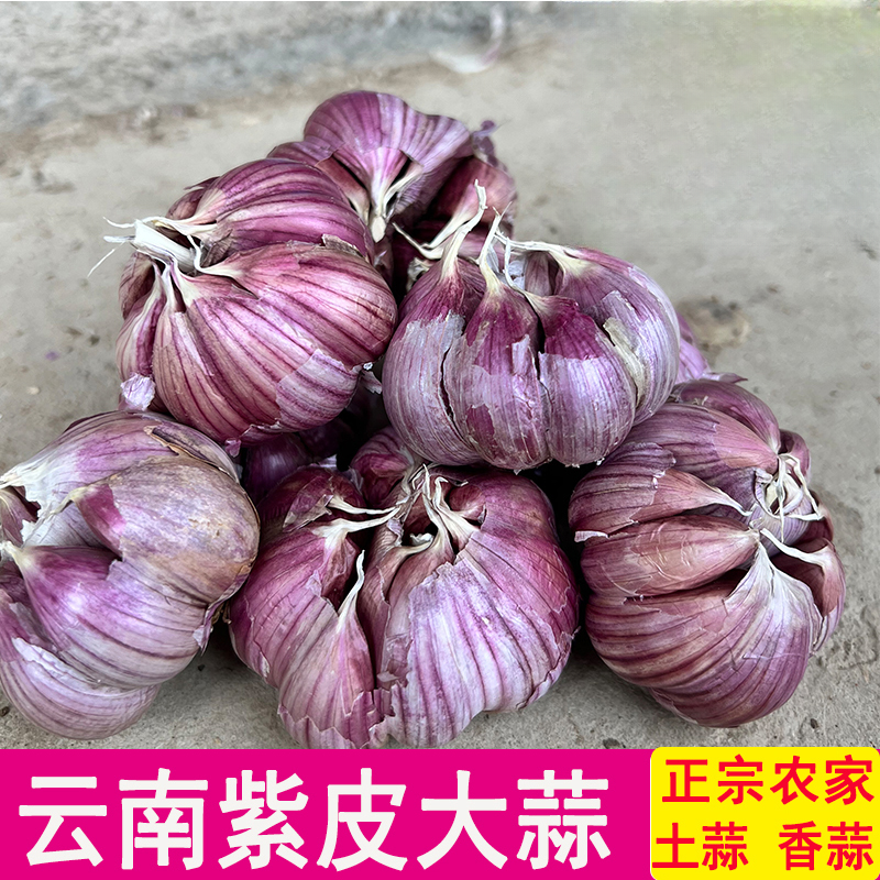 本地红蒜干蒜云南紫皮蒜红皮香蒜优质干大蒜头大蒜紫皮大蒜包邮