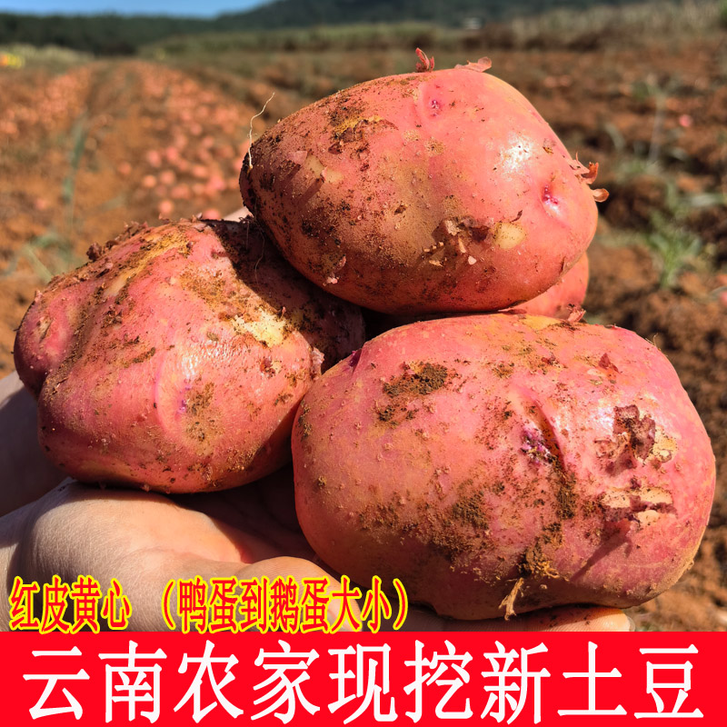 云南红皮土豆黄心大土豆粉糯土豆洋芋农家种植新鲜带箱9斤包邮装,水产肉类/新鲜蔬果/熟食,土豆,淘宝优惠券,粉丝福利购,淘宝优惠卷