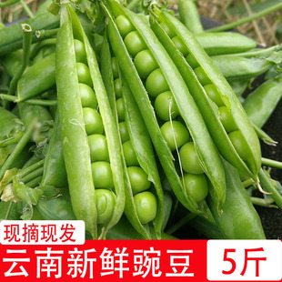 云南新鲜豌豆带壳豌豆水果豌豆青豌豆甜豆农家种植现摘现发5斤装