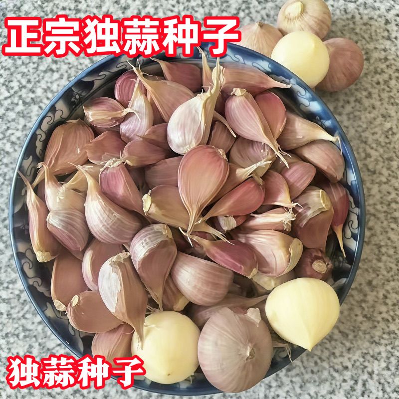 正宗紫皮大蒜种子独蒜种子