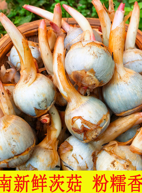 云南新鲜蓝慈姑茨菰茨菇蓝马蹄鲜慈姑5斤粉糯荸荠新鲜蔬菜包邮装