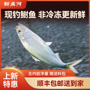 【现货礼盒】新孟河清水鲥鱼 鲜活水产淡水鱼 1.4斤以内