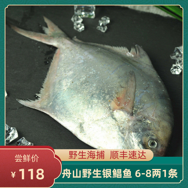 舟山东海银鲳鱼新鲜白鲳鱼大平鱼水产海鲜冷冻宝宝辅食