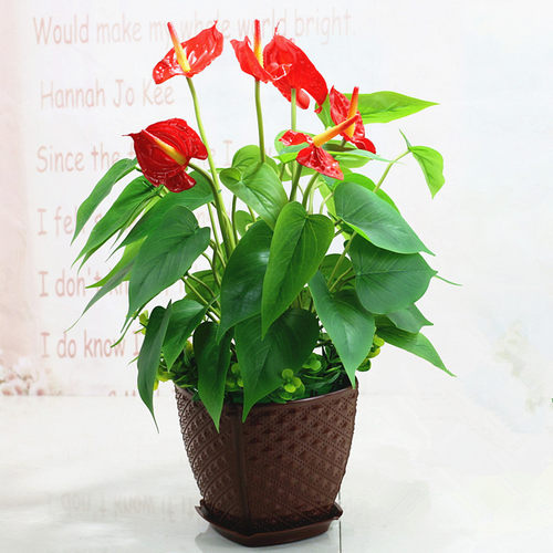 仿真绿植红掌pu马蹄莲假花室内