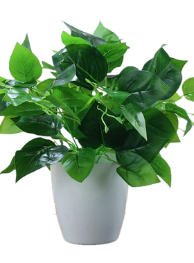 免浇水盆栽植物仿真植物绿萝