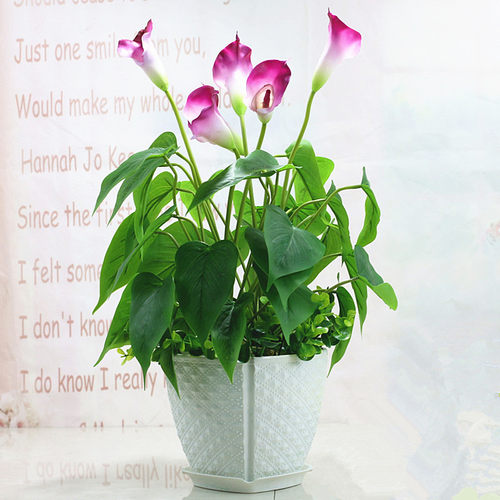 粉掌仿真花盆栽马蹄莲塑料
