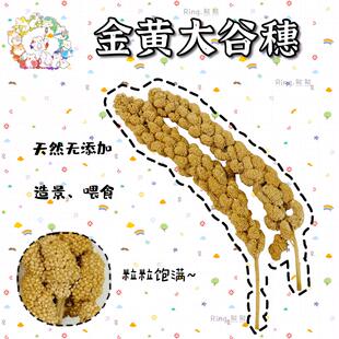 【Ring.熊熊】仓鼠金丝熊通心粉零食磨牙大谷穗小宠最爱