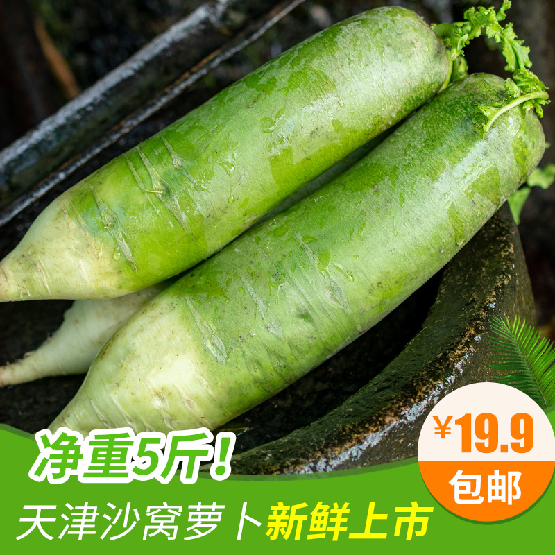天津沙窝萝卜 新鲜水果萝卜甜脆青萝卜生吃蔬菜现拔现发5斤包邮在类目 水产肉类/新鲜蔬果/熟食, 新鲜蔬菜/蔬菜制品, 新鲜蔬菜, 萝卜中 - 来自Buy2taobao.com提供专业的淘宝代购服务