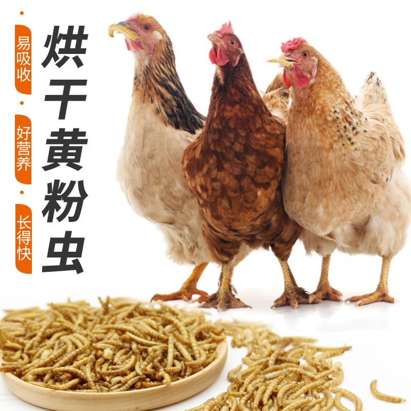 鸡饲料颗粒鸡食鸭鹅鸟家用产蛋鸡饲料小鸡开口高蛋白好营养长得快