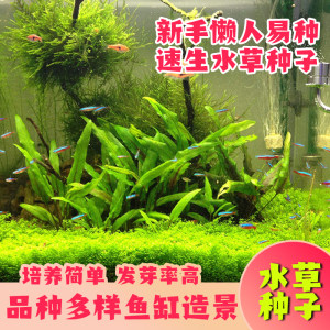 水族箱水草种子价格 水族箱水草种子图片 星期三 水族箱水草种子价格 水族箱水草种子图片 星期三