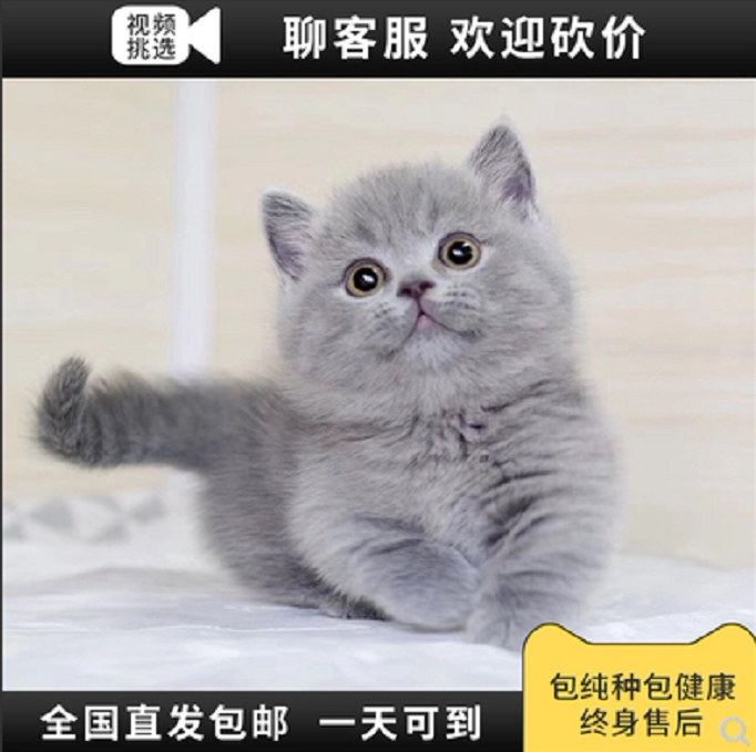 蓝猫幼猫英短蓝白矮脚银渐层折耳小猫活物曼德基布偶猫幼崽宠物猫