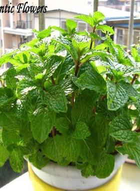 spearmint mint seeds edible catnip plant flower seeds veget