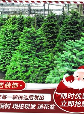 圣诞树Real Christmas tree Norway spruce Real Christmas tree