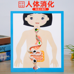 学生DIY食物消化模型科技小制作人体消化系统手工科学小实验套装
