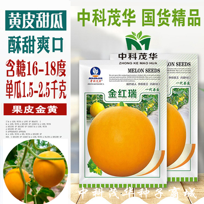 中科茂华金红瑞厚皮甜瓜种子