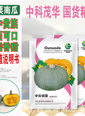 中科茂华南瓜种子中科银栗板栗南瓜新疆银栗银灰色粉糯超甜南瓜种