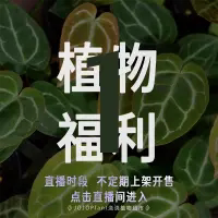 【植物福利1】浇浇植物超市JoJoplant