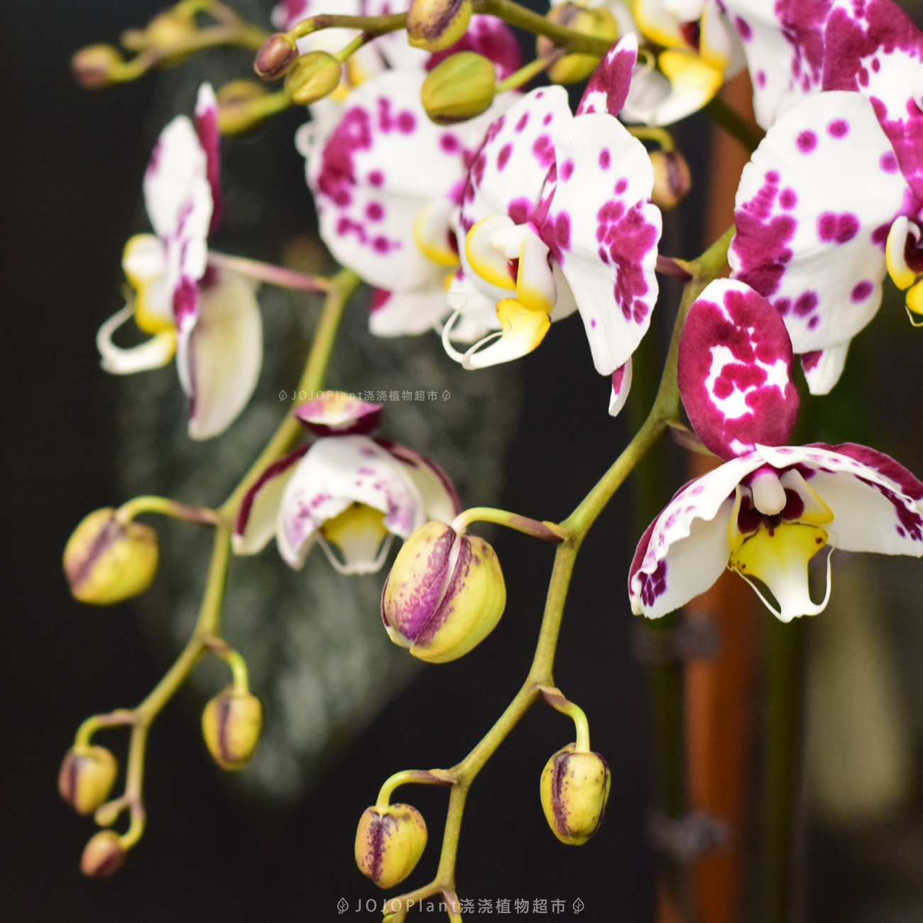 【蝴蝶兰合辑1-单】 清新绿植带花苞室内耐阴好养 浇浇植物超市,鲜花速递/花卉仿真/绿植园艺,海芋,淘宝优惠券,粉丝福利购,淘宝优惠卷