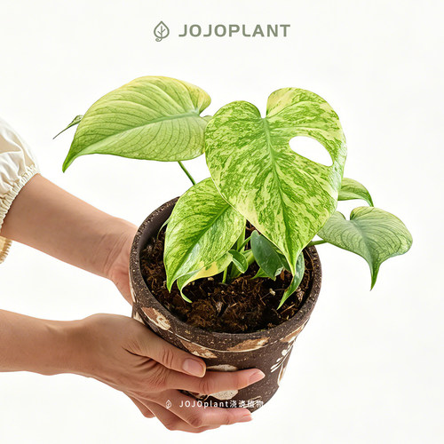 白怪兽龟背竹 色彩清新渐变网红锦化热植室内盆栽 浇浇植物超市 - 封面