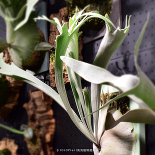 野银 奥本河AR 321 浇浇 雷达 银鹿 k银 银鹿系列鹿角蕨