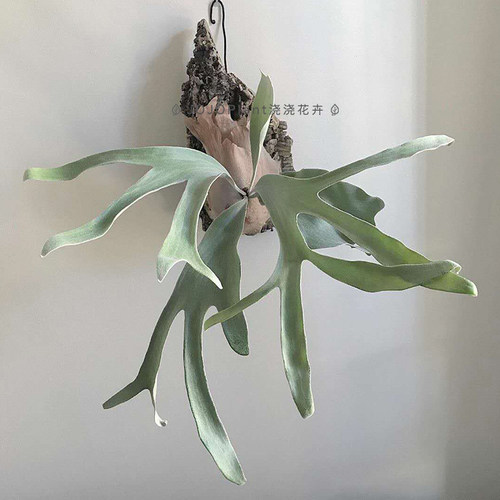 鹿角蕨销量排行榜 鹿角蕨品牌热度排名 小麦优选