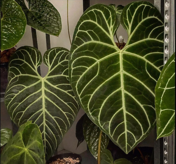 浇浇植物帝王花烛anthurium Regale天南星科观叶脑纹原种进口花烛