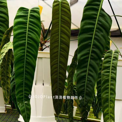 【直播】PP蔓绿绒室内垂吊观叶热植天南星科雨林稀有植物好养盆栽